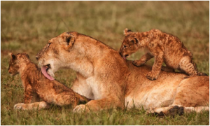 licking cubs-lowrez